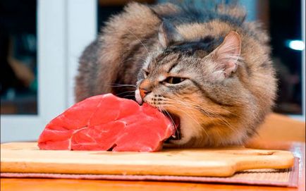 Как да се хранят котката