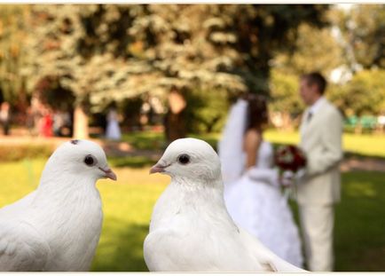 Гълъби за сватби