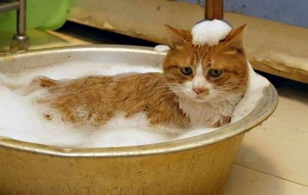 Как да се измие котка