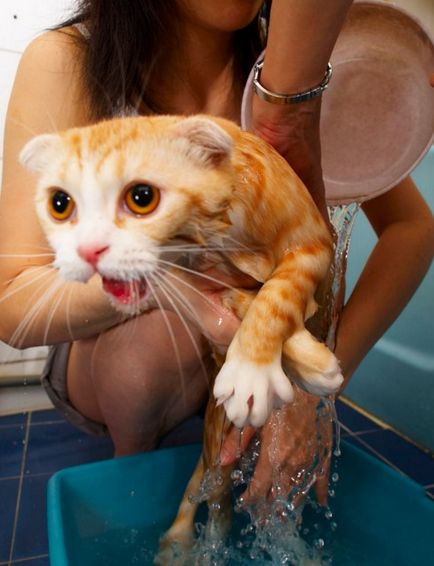 Как да се измие котка