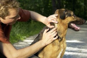 Как се лекува куче срещу кърлежи