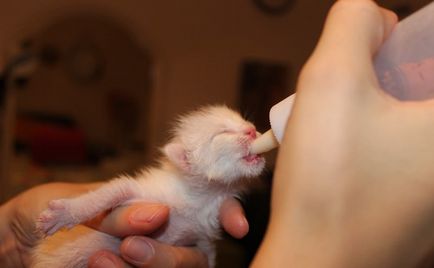 Как да изведе новородено коте