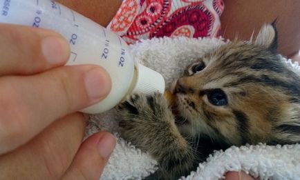 Как да изведе новородено коте