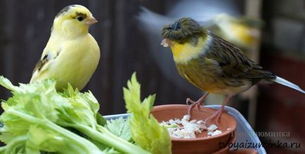 Че яденето на канарчета
