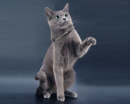 Cat руски Blue порода описание, характер, грижи