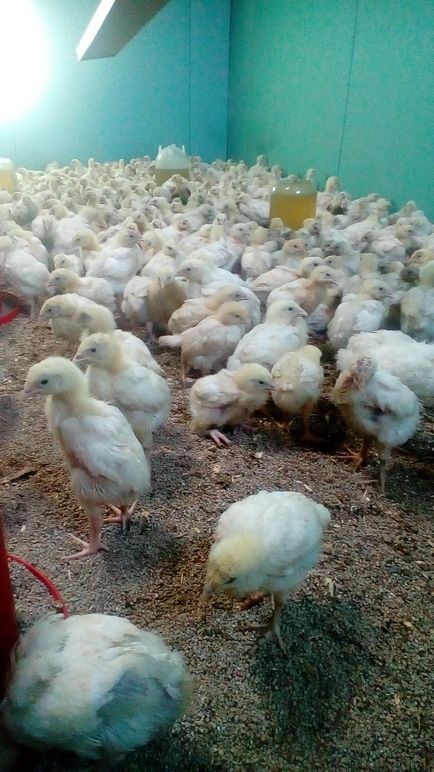 продават пилета продават пилета