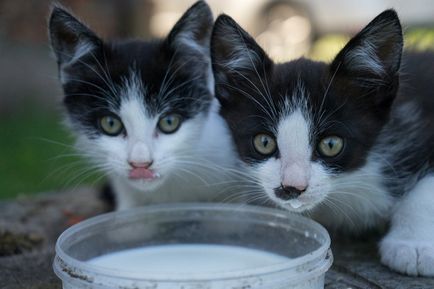 Млякото за котки