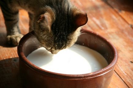 Млякото за котки