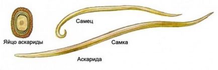 nemozolom лечение