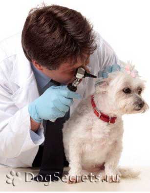 Какво е възпаление на средното ухо при кучета