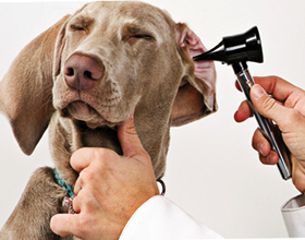 Какво е възпаление на средното ухо при кучета