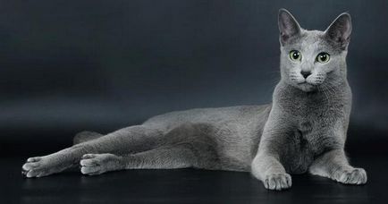 Естеството на българските сини котки
