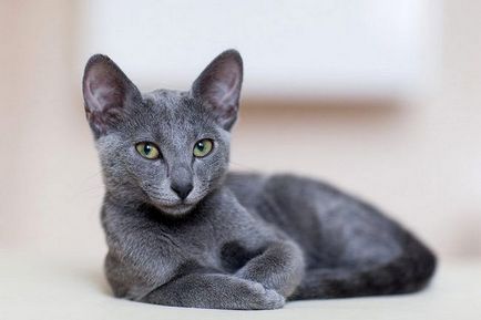 Естеството на българските сини котки