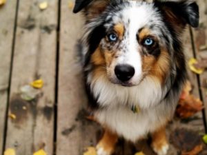 порода кучета със сини очи, описание, природата снимка