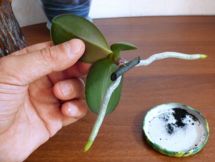 Развъждане орхидеи у дома