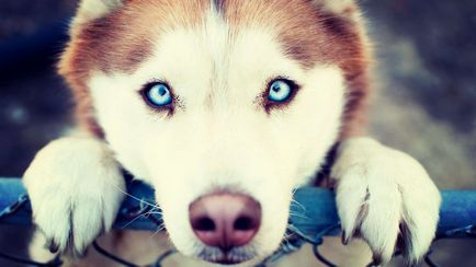 Порода кучета с сини очи