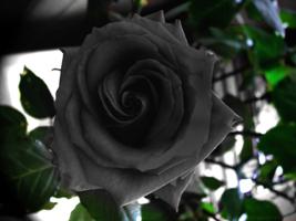 Какво символизират рози