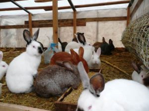 Как да продадем зайци Как да продадем зайци