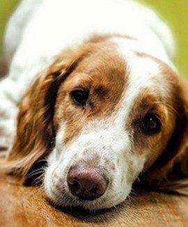 Куче ухапан от кърлеж, отколкото лечение