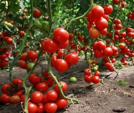 Отглеждане на домати в оранжерия, дом, бизнес куфарчето на