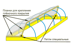 Как да растат лалета