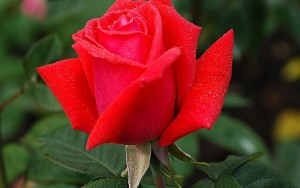 Езикът на цветята смисъл и символика на розовите