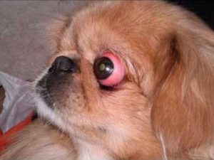 кучешки лечение на очите