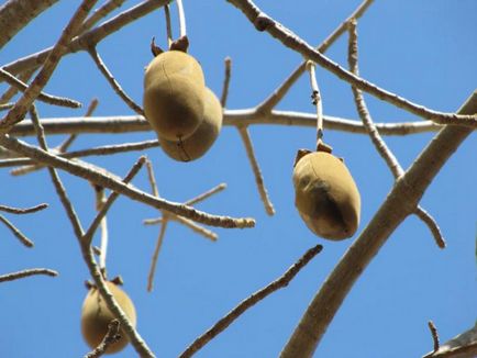 Baobab го