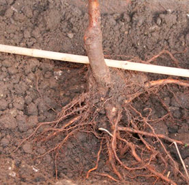 Какво е кореновата шийка на дървото