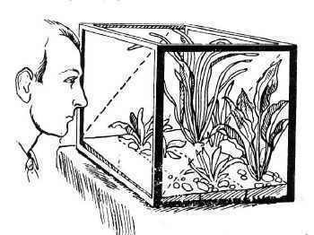 Как да се засадят растения в аквариума