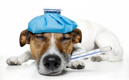 Биохимични изследвания на кръвта при кучета