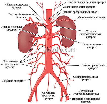 Атеросклерозата на аортата, че е