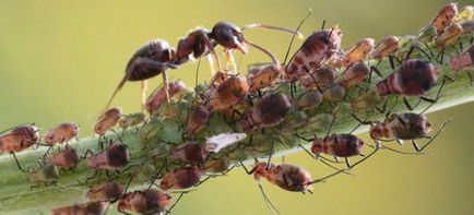 Резултатът от мравки в градината