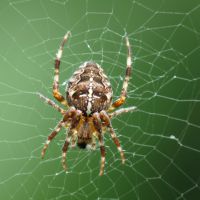 Как да не се страхува от паяци