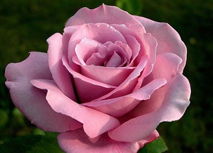 Сватбени букети от розови рози