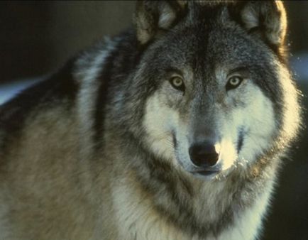Какво се страхуват от вълци