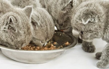 Как да се хранят на шотландския котката