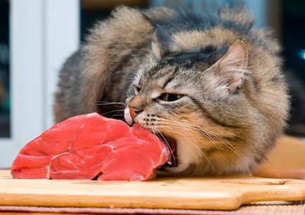 Как да се хранят на шотландския котката