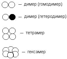 Какво е молекула, протеин Какво е молекула, протеин