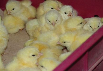 Как да расте пилета у дома