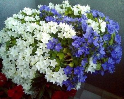 ръката камбаната на булката и младоженеца ръката камбаната на булката и младоженеца
