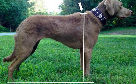 Къде холката на кучето как да се измери височината на кучето