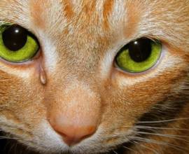 Симптомите на глисти при котките