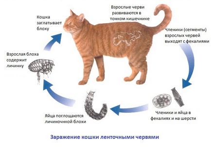 Симптомите на глисти при котките