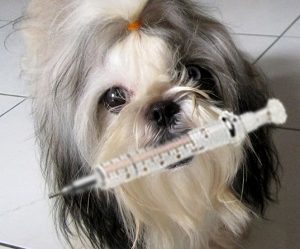 Ваксинации за кучета, които имат
