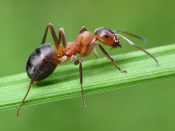 Как да се отървем от мравки в градината на народни средства Топ 10 начина!