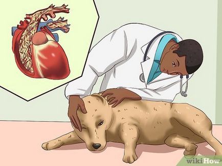 Червей заразяване при кучета