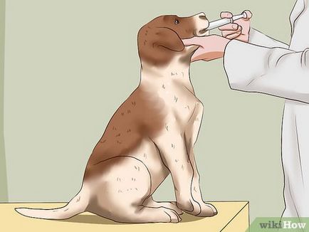 Червей заразяване при кучета