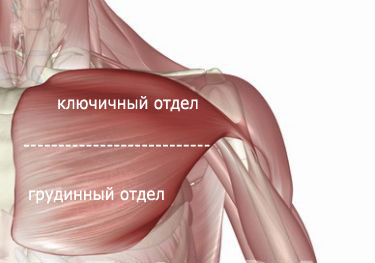 Как да се развива мускулите