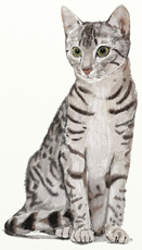 Рисуване с молив котка